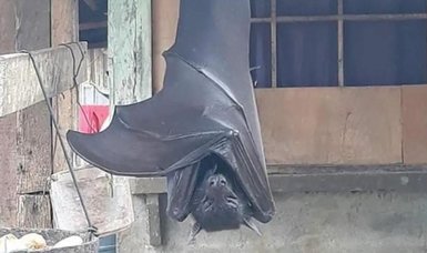 Footage of terrifying ‘human-sized’ bat goes viral on social media | Giant bat spotted in Phillipines