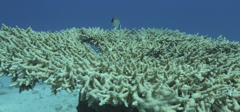 PACIFIC ISLAND PLANS BANNING SUNSCREEN IN ATTEMPT TO SAVE CORAL