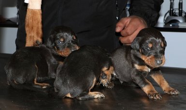 A dog, three newborn pups, rescued from rubble in Türkiye's Hatay a month after quakes