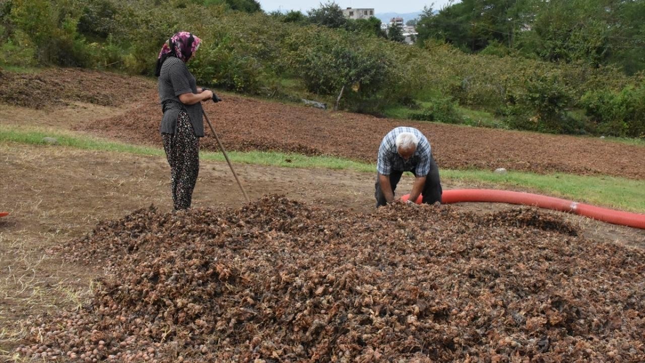 Hazelnut harvest: Labor-intensive efforts under the sun