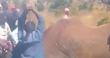 Video of brutal elephant killing causes outcry in Kenya