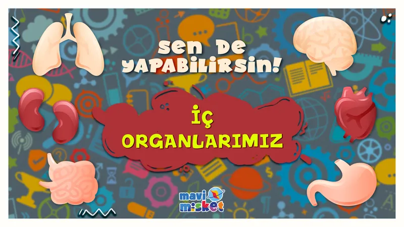 İç organlarımız