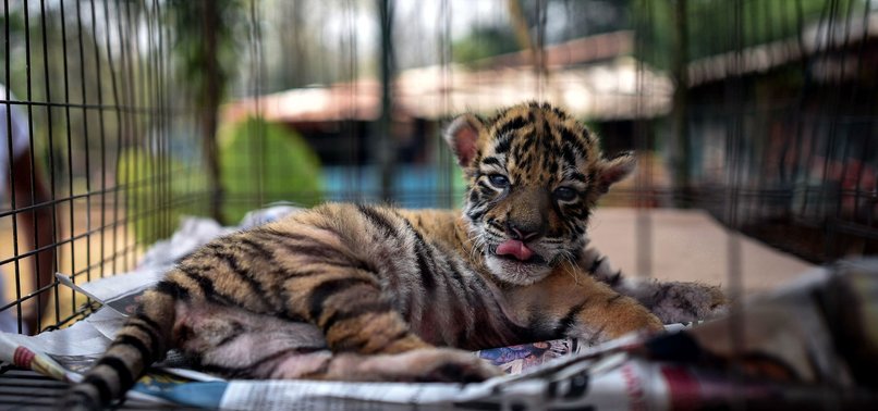 BENGAL TIGER CALLED COVID GIVES MEXICO ZOO HOPE DURING PANDEMIC