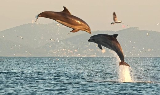 The enthusiasm of dolphins in Istanbul reflected on camera