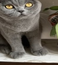Maya