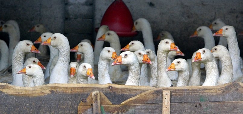FRENCH BIRD FLU WAVE ENDS AFTER 10 MILLION BIRDS CULLED