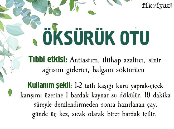 Tedavi Amacli Kullanilan 20 Sifali Bitki Galeri Fikriyat Gazetesi