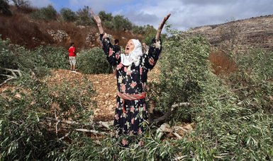 Israeli settlers uproot scores of olive trees in occupied West Bank