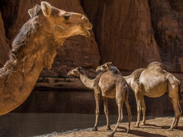 Sahra Çöl’ündeki ilginç sır