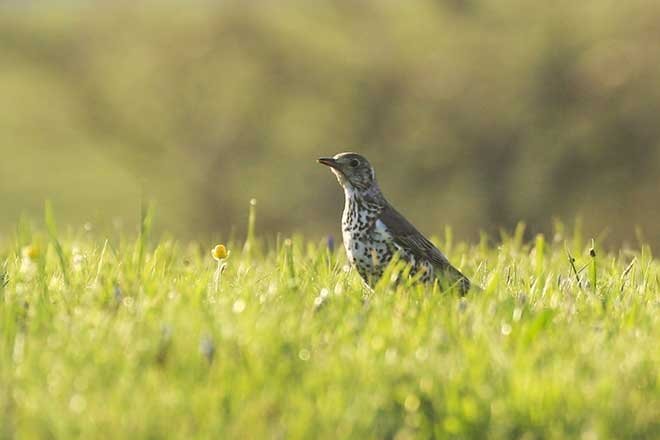’’Çil yavrusu gibi dağılmak’’