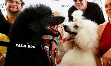 'War Pony' poodle fetches Palm Dog prize at Cannes