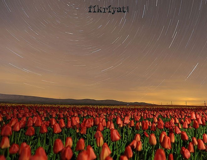 BİR EV ALABİLECEK PARAYA SATILAN LALELER