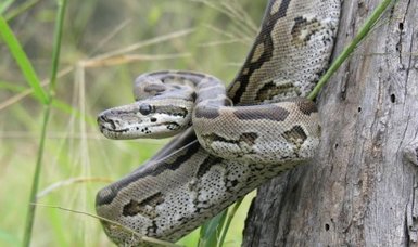 1.5-metre king python snake found near a car park in Vienna