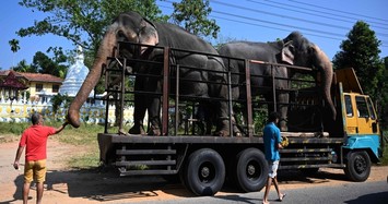 Asian elephant in Argentina packs trunk for long trip to Brazil