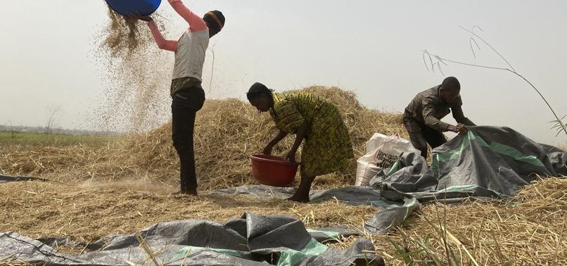 HUNGER CRISIS LOOMS IN NIGERIAS FOOD BASKET AMID CONFLICT