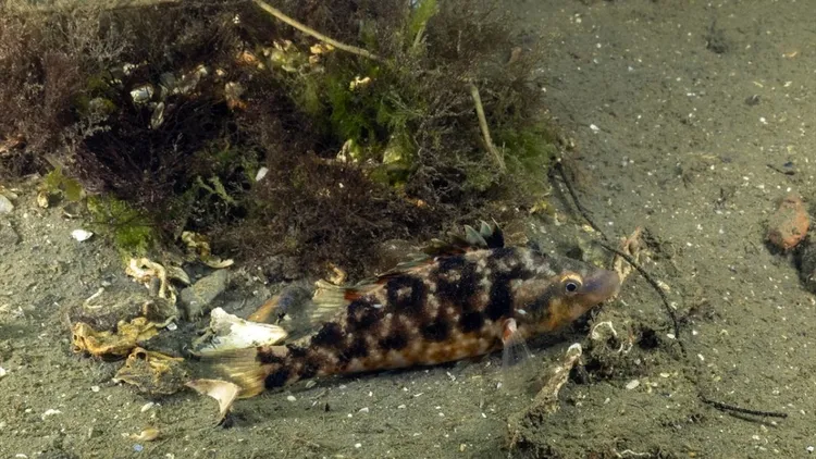 Marmara seabed footage shows marine life and mass die-off in deep waters