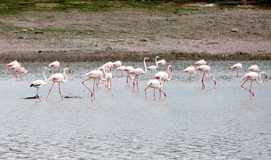 Thousands of flamingo chicks welcomed in Turkish province of Konya