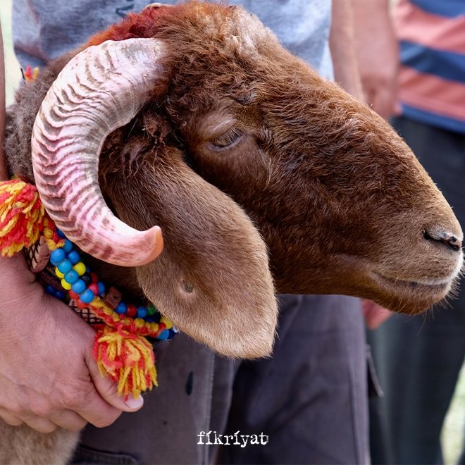 Kurban kesmenin hükmü nedir?