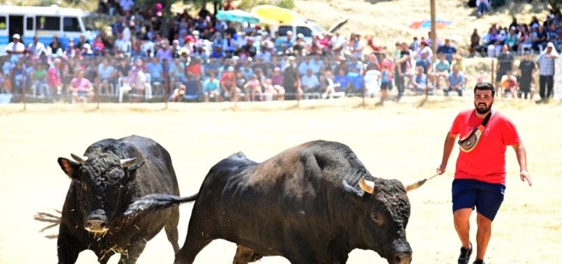 Bullfights held at Karagöl Plateau Festival in Antalya