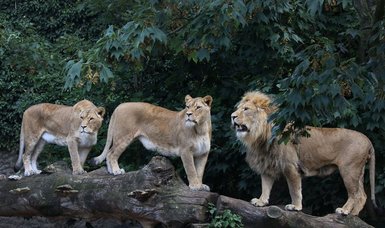 Several lions escape exhibit at Sydney's Taronga Zoo