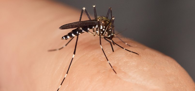 INVASIVE TIGER MOSQUITO REAL THREAT FOR EUROPE: EXPERTS