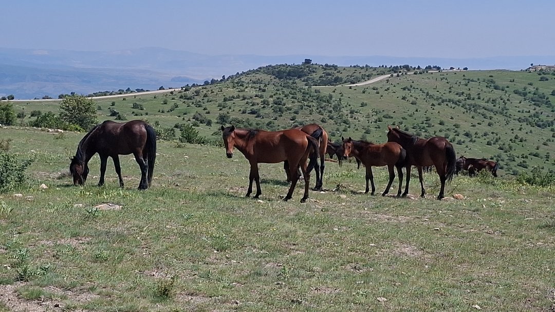 BEYPAZARI’NDA YILKI ATLARI GÖRÜNTÜLENDİ