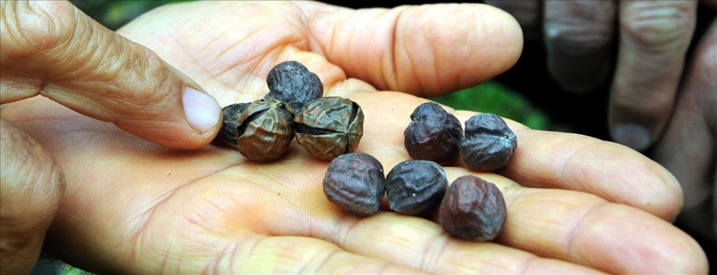 Jojoba biyodizel denizcilikte düşük emisyonlu yakıt alternatifi olabilir