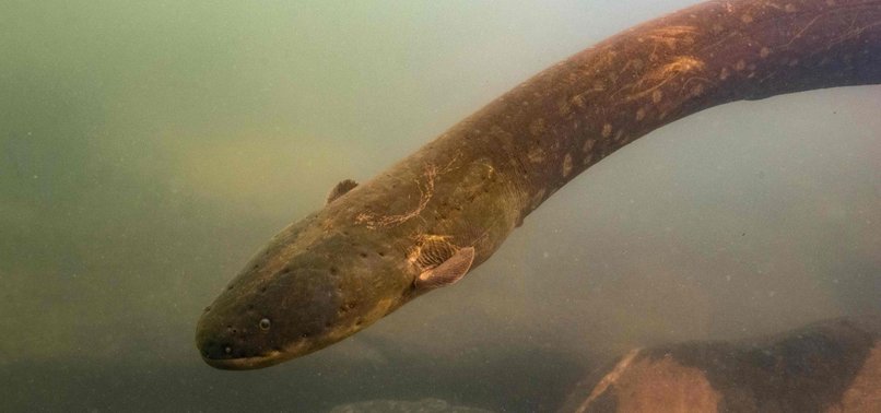 NEW SPECIES OF ELECTRIC EELS DISCOVERED IN THE AMAZON, INCLUDING ONE THAT CAN DELIVER A 860V JOLT