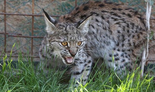 Danish zoo calls for pet donations to feed animals