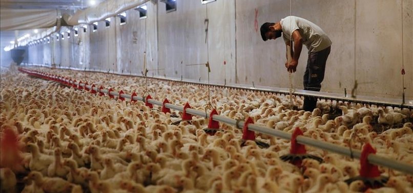 TURKISH POULTRY PRODUCTION UP IN FEBRUARY