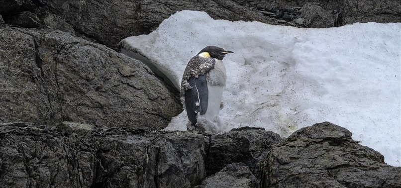 EMPEROR PENGUIN POPULATION FACES ALARMING DECLINE DUE TO GLOBAL WARMING