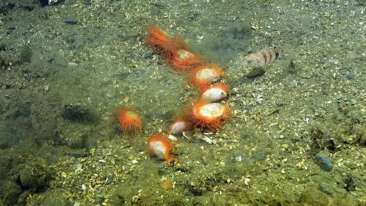 Marmara seabed footage shows marine life and mass die-off in deep waters
