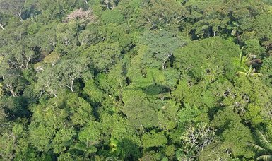 Railways and roads threaten pledges to save Amazon rainforest