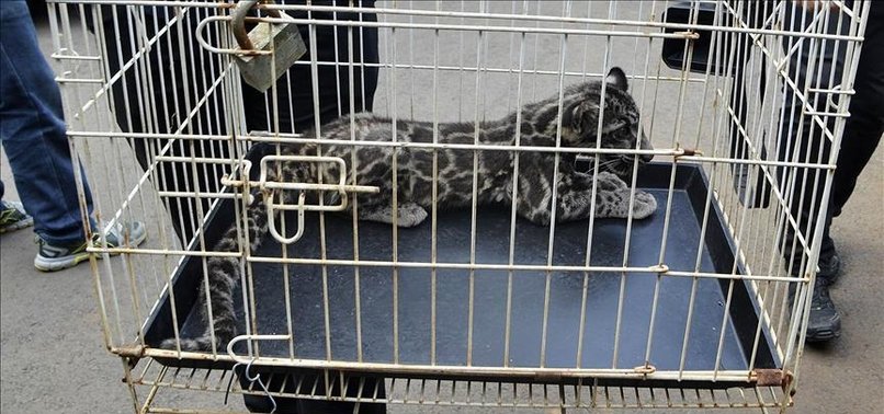 BANGLADESH POLICE SAVE 4 BIG CAT CUBS FROM TRAFFICKERS