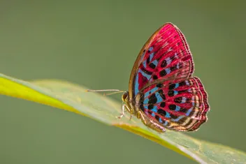 Yeryüzü Mucizesi