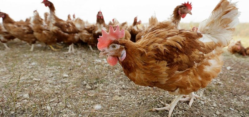 TURKISH POULTRY PRODUCTION UP IN JANUARY