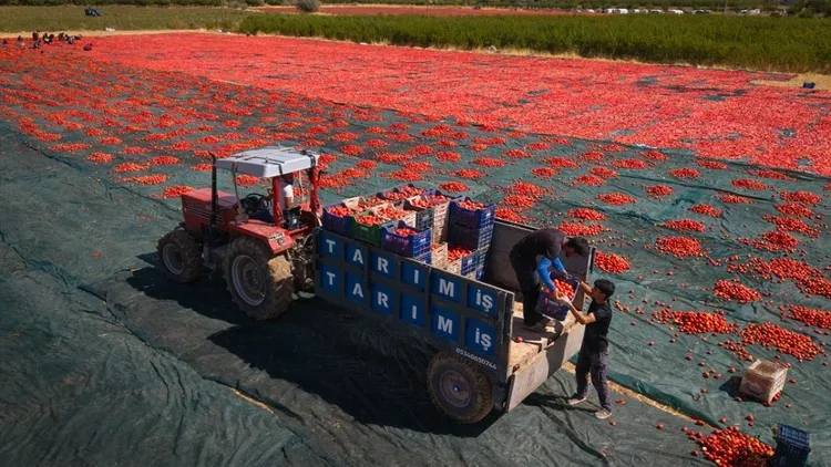 Dried tomato production expands in Malatya
