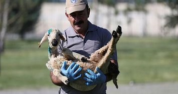 Animal enthusiasts rescue lost lamb in Turkey's Kayseri
