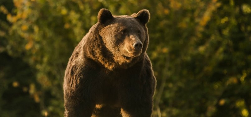 IRANIAN VILLAGERS WHO BEAT BROWN BEAR TO DEATH ARRESTED