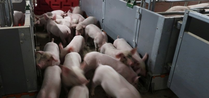 AMID TENSIONS, CHINA TO BAN IMPORT OF PIGS FROM INDIA