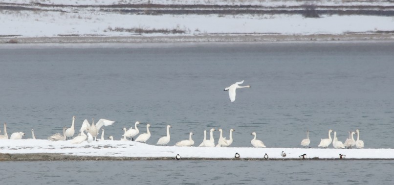 LAKE VAN BASIN WELCOMES WILD SWANS OF NORTH