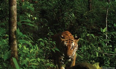 Indonesian villagers on alert following wild tiger appearance