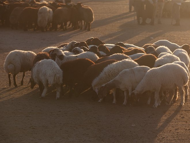 Kurban Bayramı ne zaman başlayacak?
