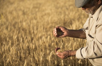 Türkiyenintohumihracatı72bintonaulaştı