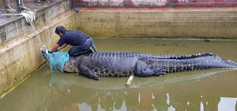 CROCODILE KILLS WOMAN IN INDONESIA