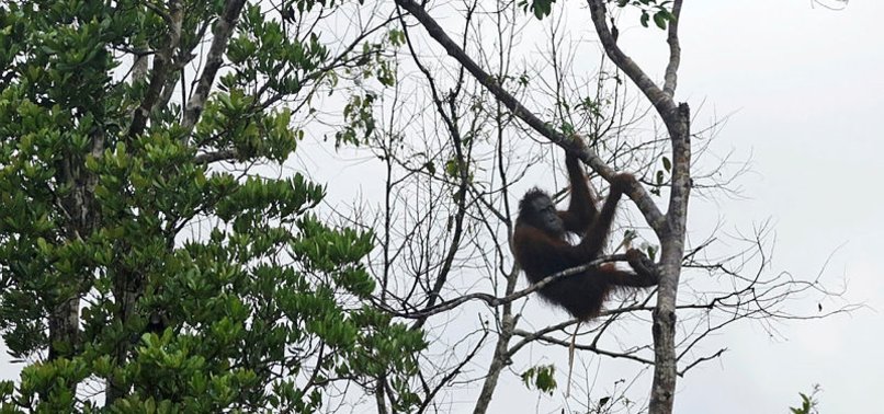 WORLDS LARGEST BRANDS RESPONSIBLE FOR INDONESIA FOREST DESTRUCTION: GREENPEACE