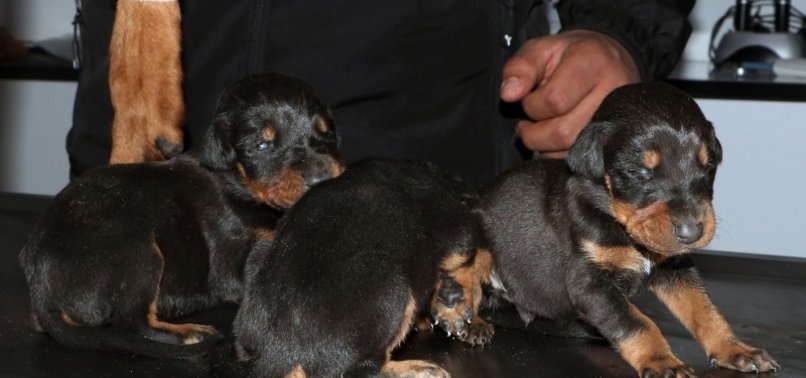 A DOG, THREE NEWBORN PUPS, RESCUED FROM RUBBLE IN TÜRKIYES HATAY A MONTH AFTER QUAKES