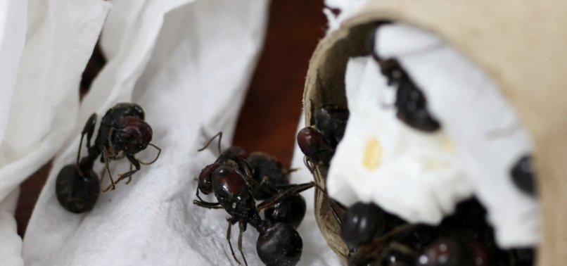 2,200 LIVE ANTS FOUND IN HIS SUITCASE