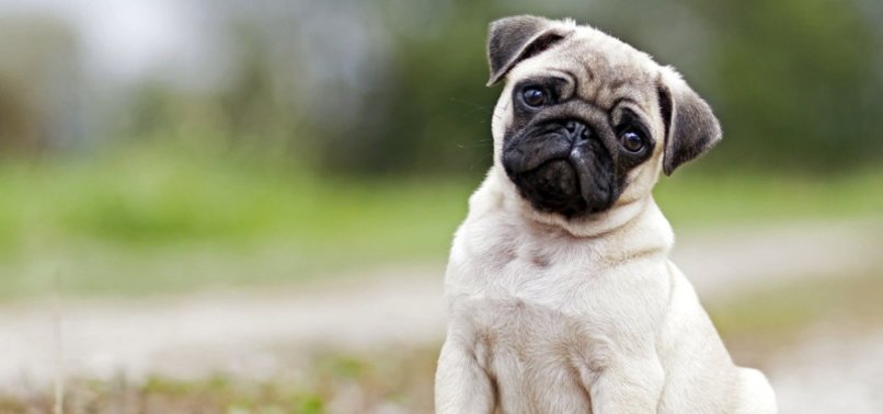 DUTCH TO BAN UNHEALTHY DESIGNER PETS