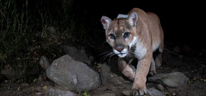 BELOVED HOLLYWOOD CAT MOUNTAIN LION EUTHANIZED IN LOS ANGELES